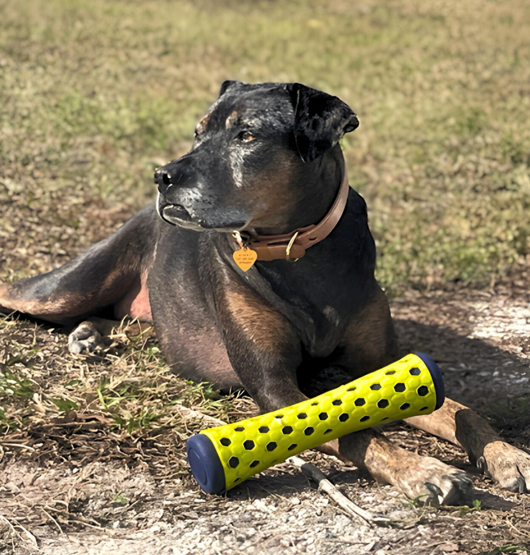 Mark's Mobile Crew's Dog Laying Down With Toy, A Frequent Passenger On Board This Dog Friendly Boat Charter Service
